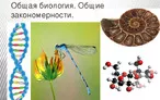 Олимпиада для педагогов ОСНОВЫ СОВРЕМЕННОЙ БИОЛОГИИ. МЕТОДИКА ОБУЧЕНИЯ РАЗДЕЛУ «ОБЩИЕ БИОЛОГИЧЕСКИЕ ЗАКОНОМЕРНОСТИ» ШКОЛЬНОГО КУРСА БИОЛОГИИ