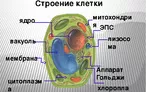 Олимпиада для педагогов ЭЛЕМЕНТ СОДЕРЖАНИЯ 